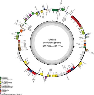 Comparative and phylogenetic analysis of the complete chloroplast genomes of Uncaria (Rubiaceae) species